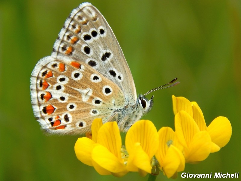 Parco del ticino : incontri del 23/8/14